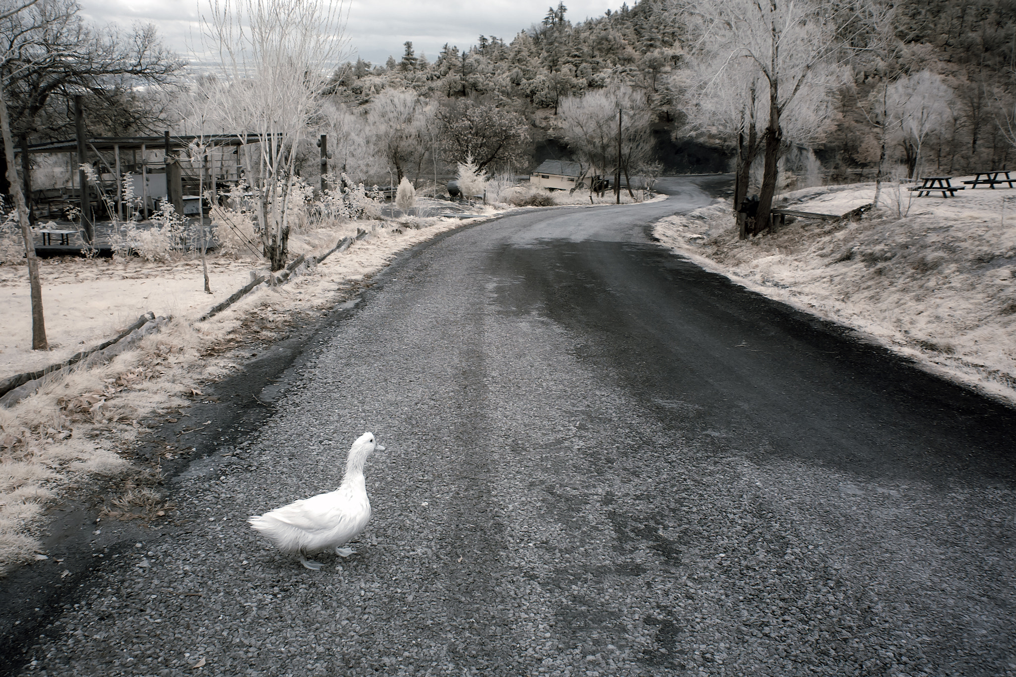 Nikon D70s sample photo. Passenger... photography