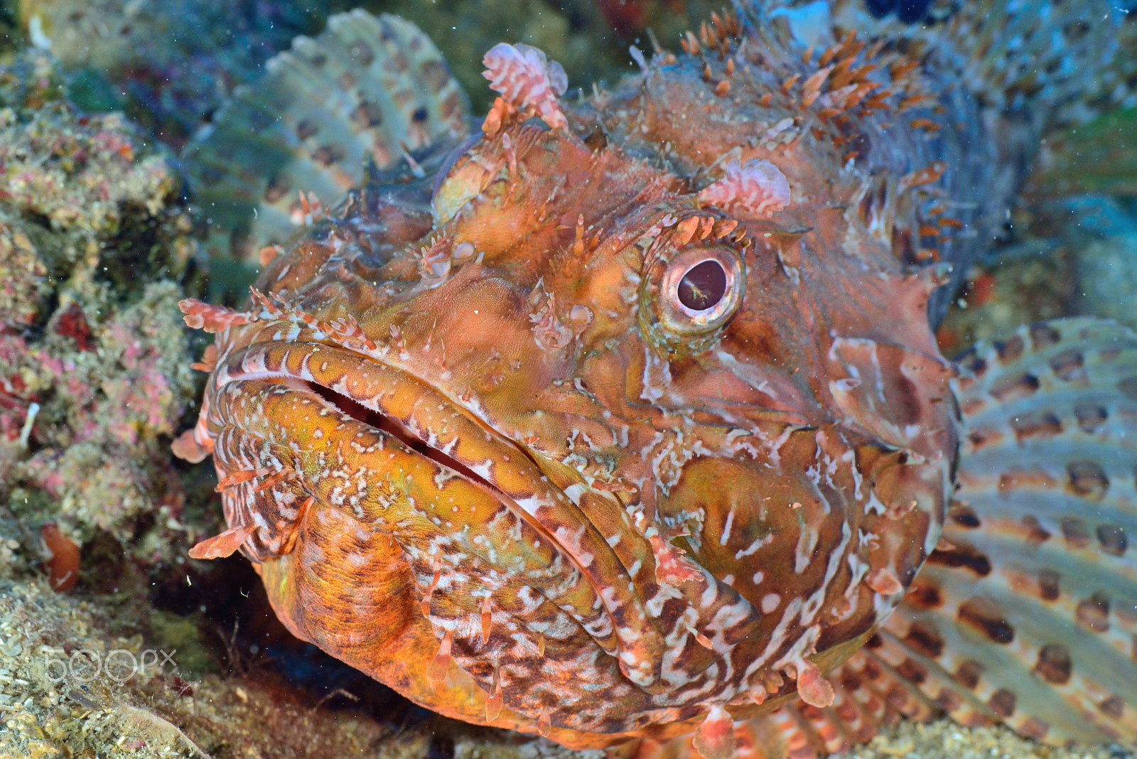 Nikon D800E sample photo. Big red scorpionfish photography