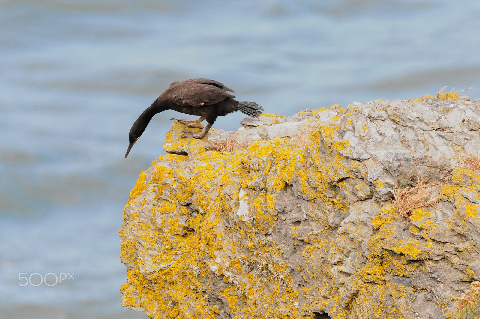 Sigma 150-600mm F5-6.3 DG OS HSM | C sample photo. Vertigo? photography