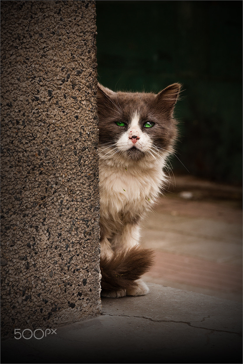 Canon EOS 40D sample photo. He photography