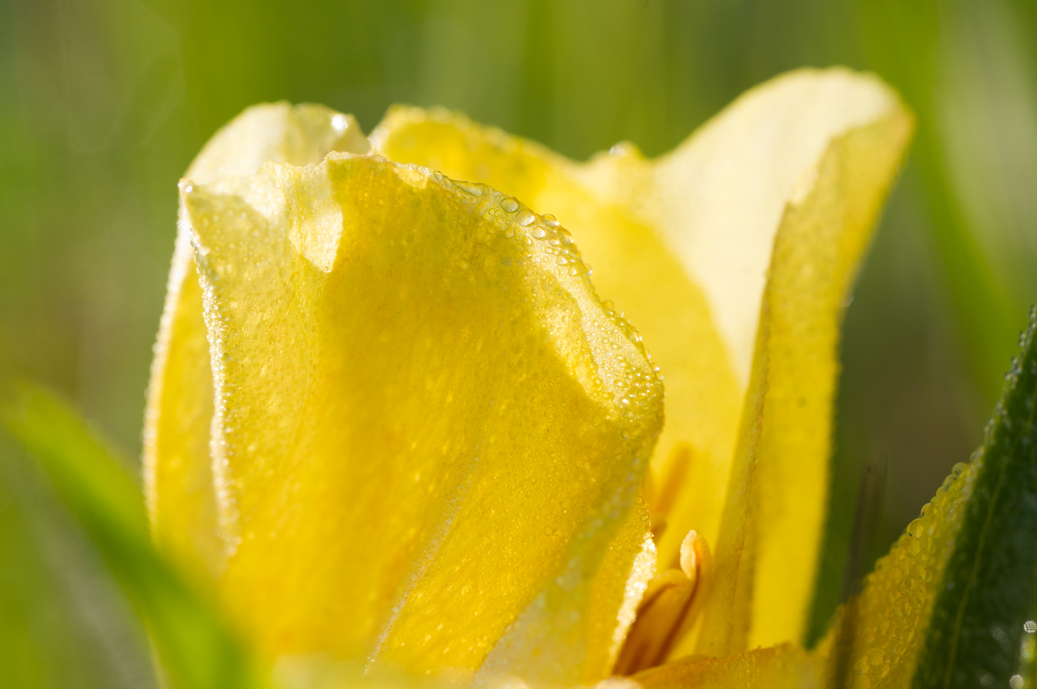 Pentax K-x + Pentax smc D-FA 50mm F2.8 Macro sample photo. Missouri primrose & dew drops photography