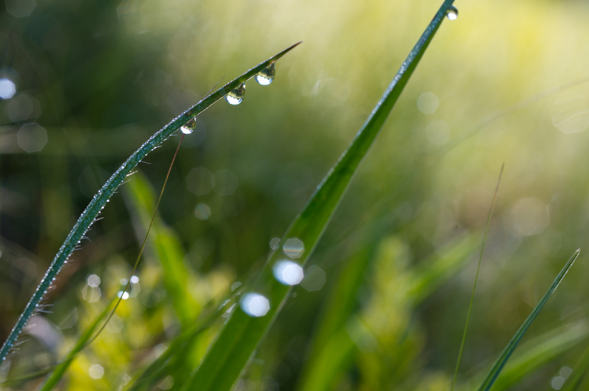 Pentax smc D-FA 50mm F2.8 Macro sample photo. Clinging dew drops photography