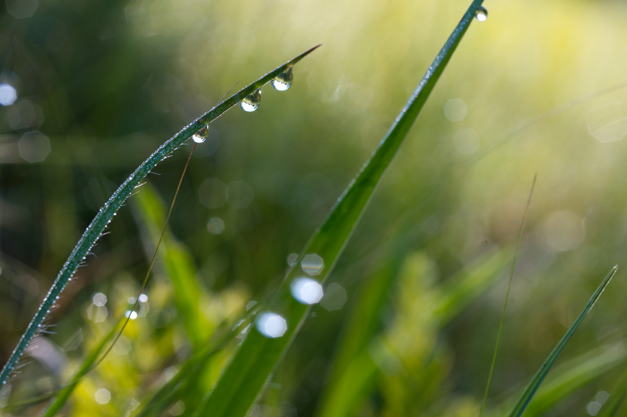 Pentax K-x + Pentax smc D-FA 50mm F2.8 Macro sample photo. Clinging dew drops photography