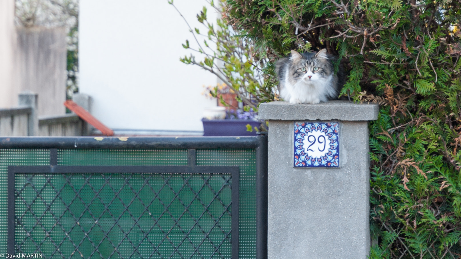 Nikon D50 sample photo. Under cat supervision photography