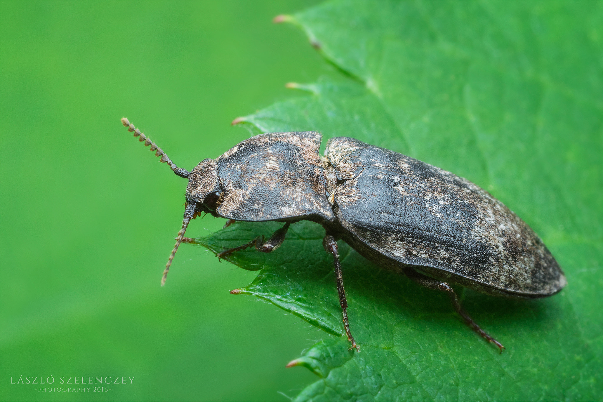 Agrypnus murinus