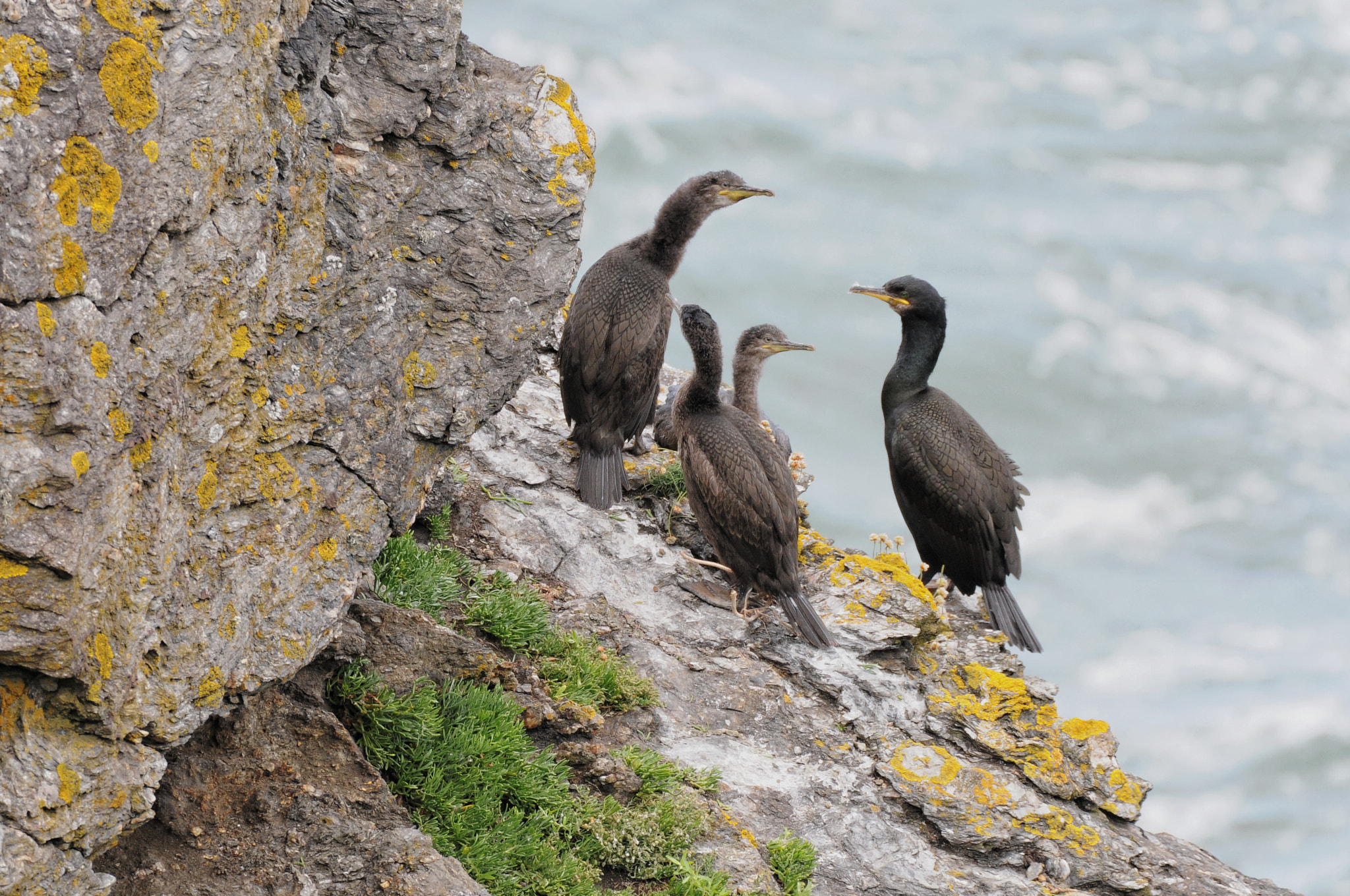 Sigma 150-600mm F5-6.3 DG OS HSM | C sample photo. The cormorant's family i photography