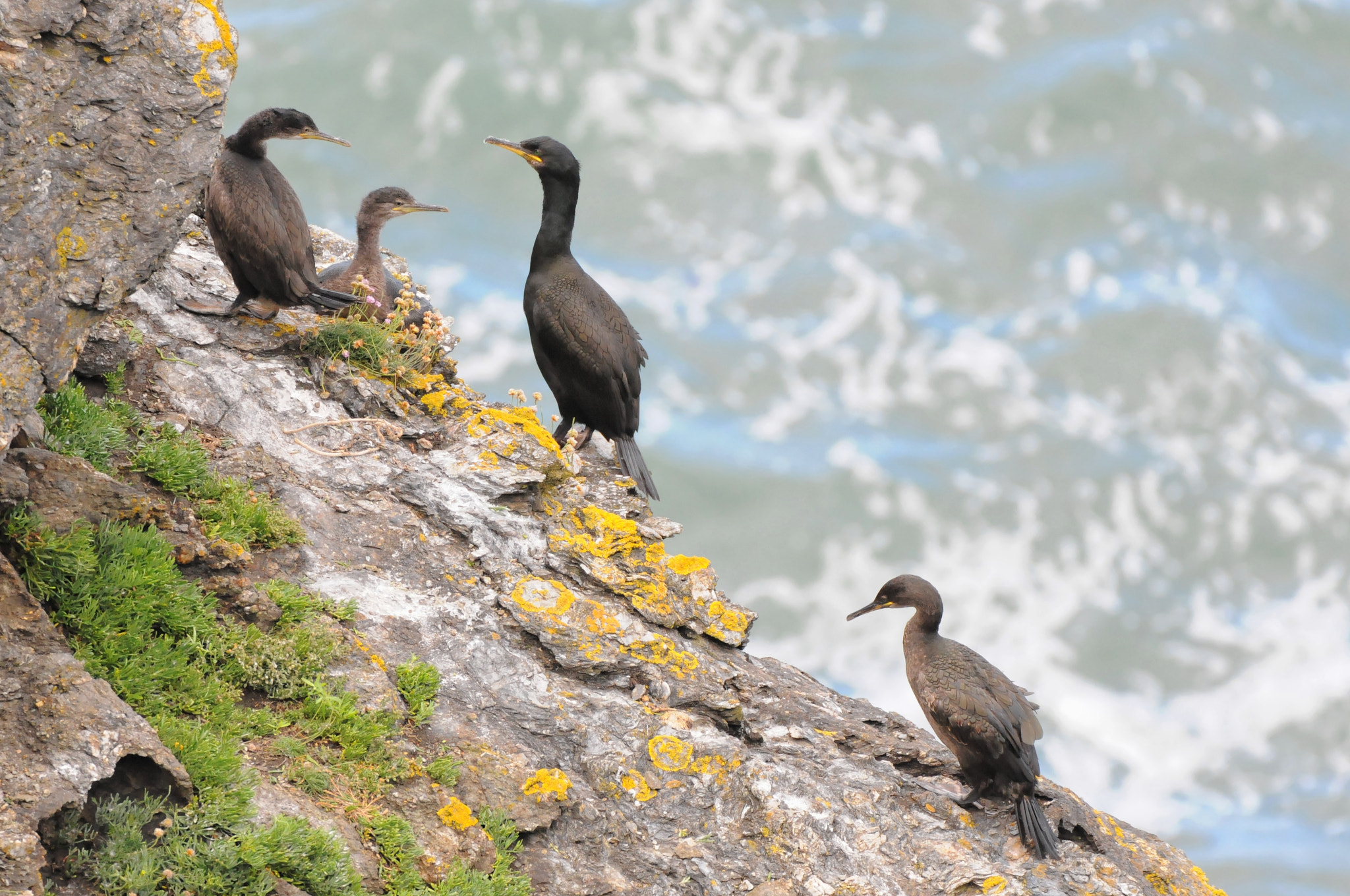 Sigma 150-600mm F5-6.3 DG OS HSM | C sample photo. The cormorant's family ii photography