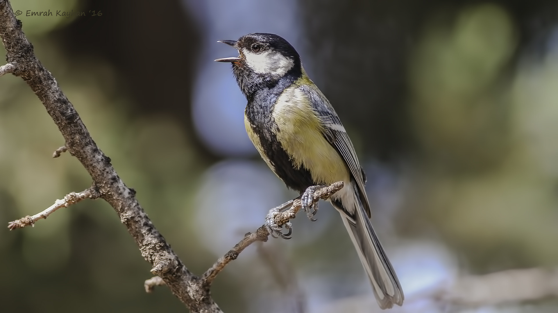 Canon EOS 7D + Canon EF 400mm F5.6L USM sample photo. Great tit photography