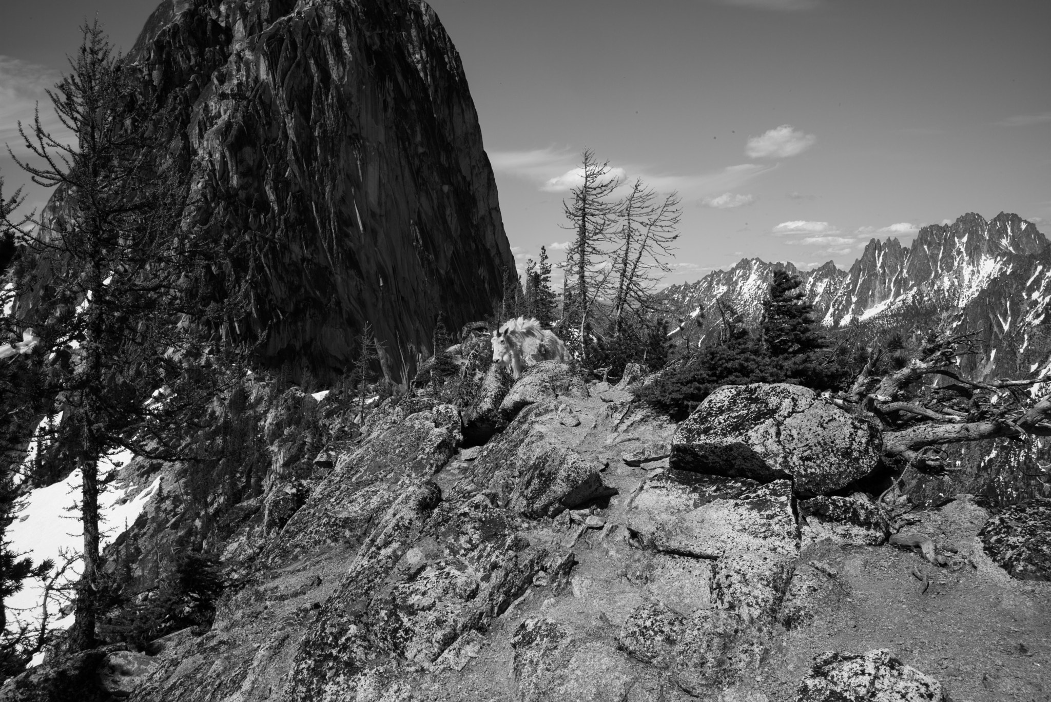 Summicron-M 1:2/35 ASPH. sample photo. Mountain goats photography