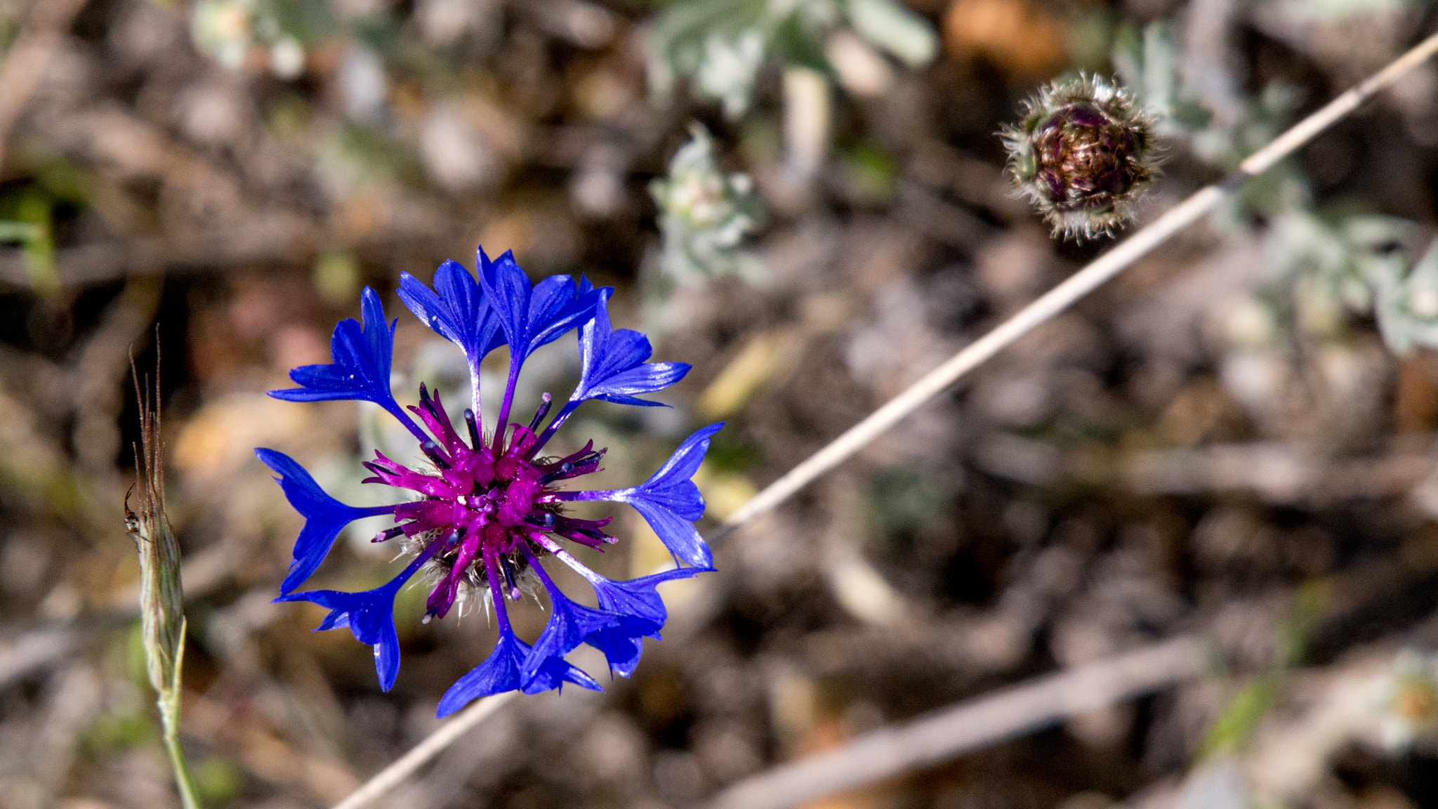 Samsung NX300 + Samsung NX 50-200mm F4-5.6 ED OIS sample photo. Purple dream... photography