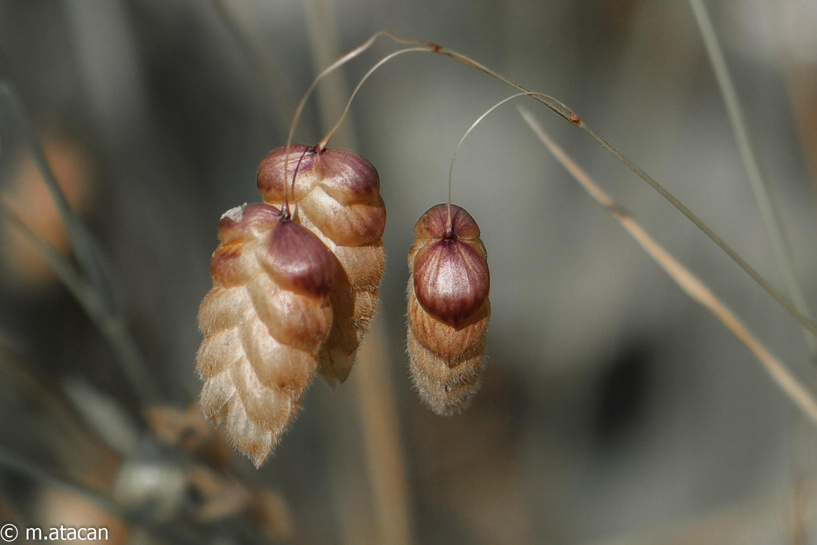 Samsung NX1 + NX 60mm F2.8 Macro sample photo. Plant photography