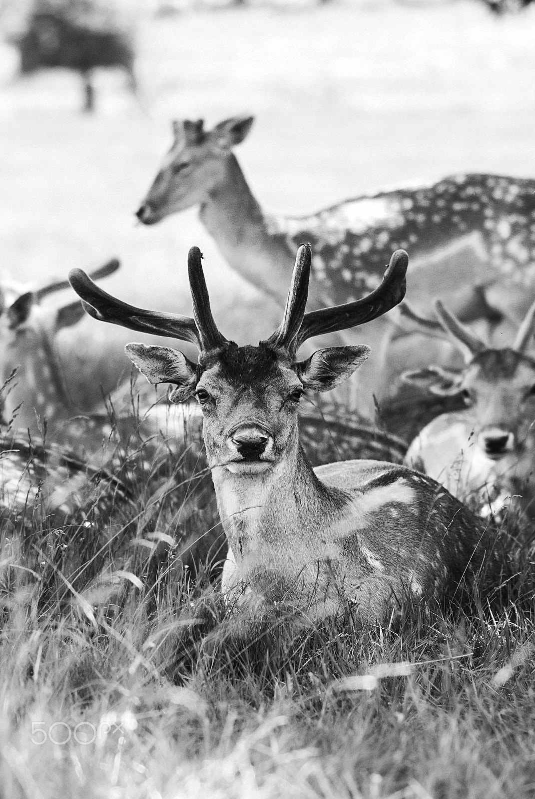 Nikon D3000 + Nikon AF-S Nikkor 85mm F1.8G sample photo. Deer photography