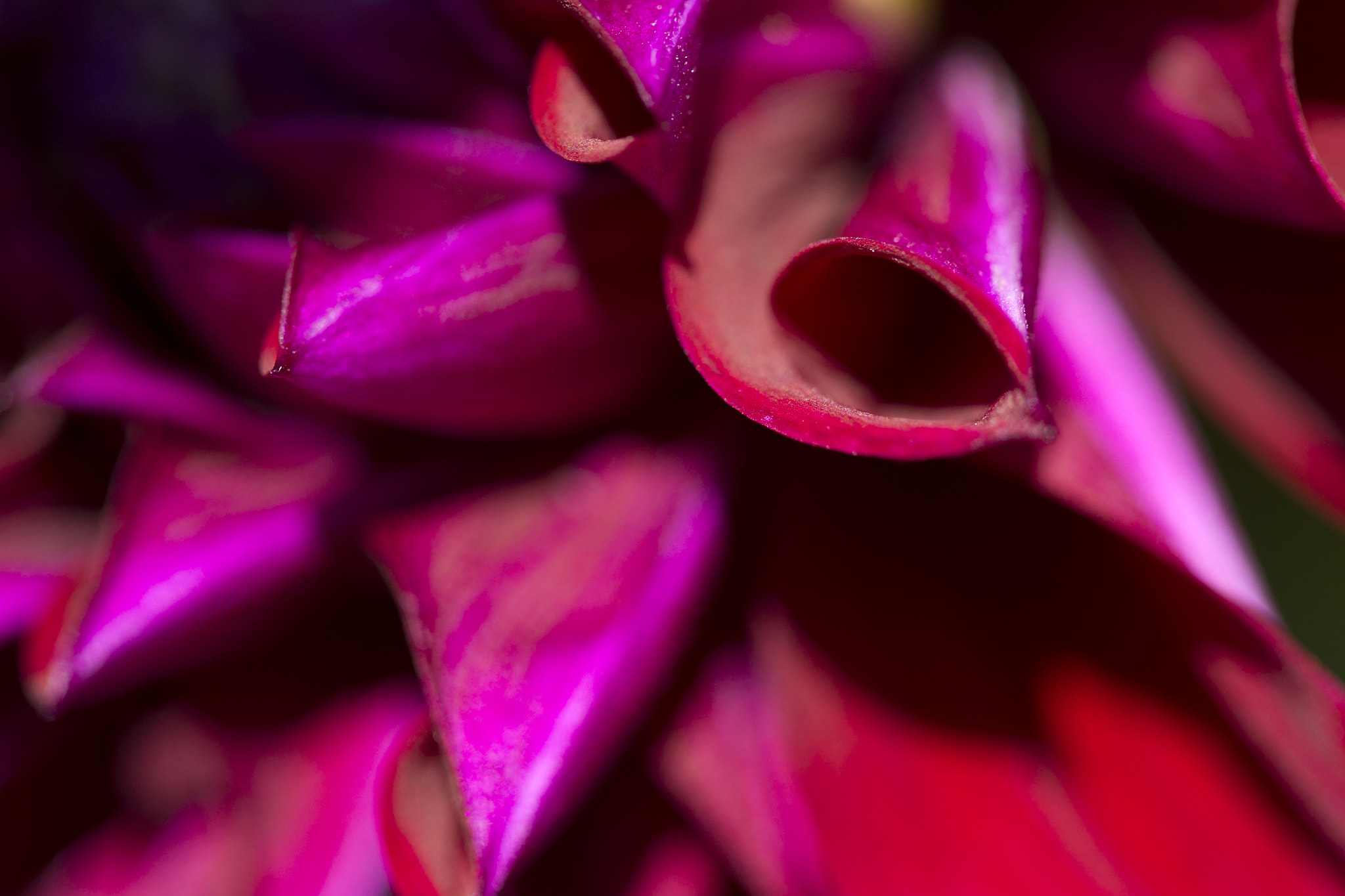 Canon EOS-1D Mark IV sample photo. Pink petals photography