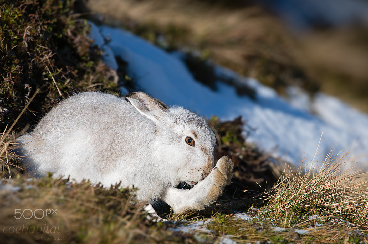 Nikon AF-S Nikkor 200-400mm F4G ED-IF VR sample photo. 'do my feet smell?' photography