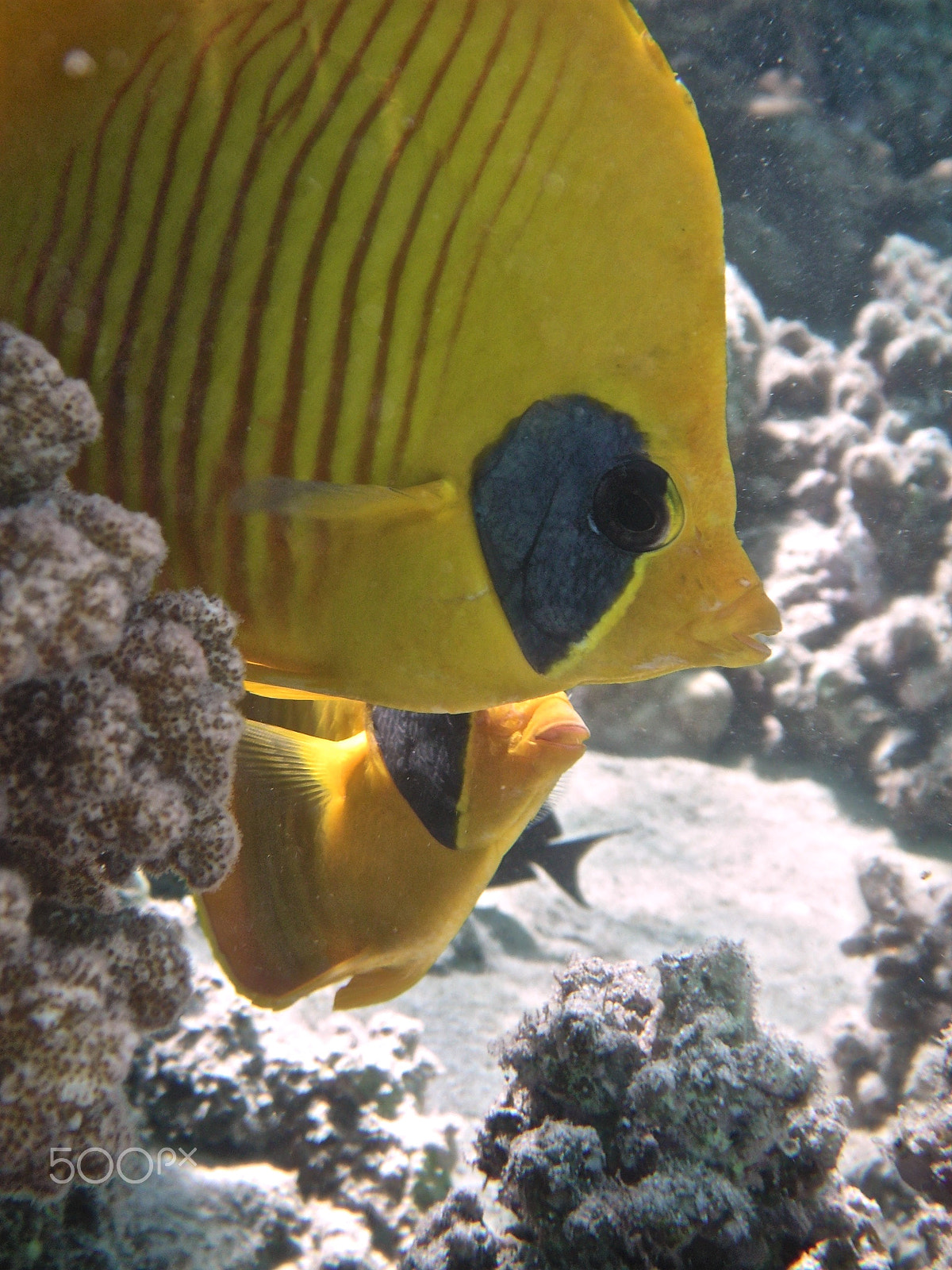 KONICA MINOLTA DiMAGE X60 sample photo. Masked butterflyfish photography