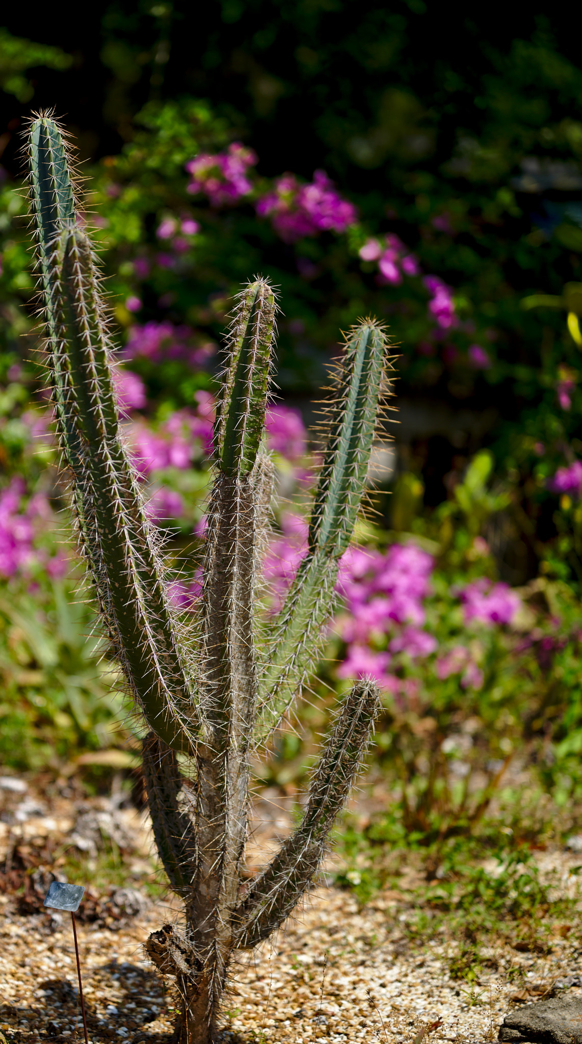 Nikon D810 + ZEISS Otus 85mm F1.4 sample photo. Cereus hankeanus photography