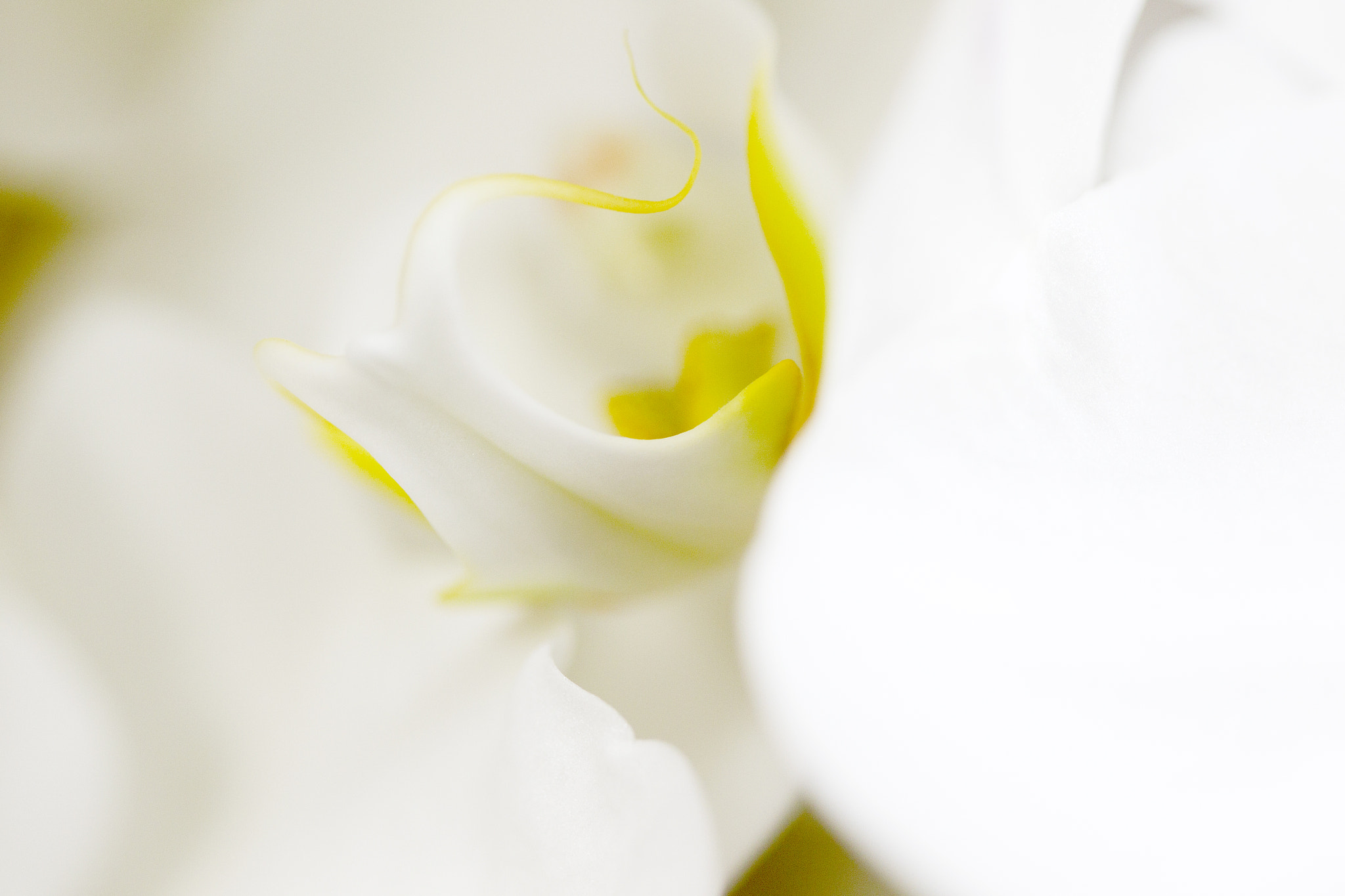 Canon EOS-1D Mark IV sample photo. White orchid photography