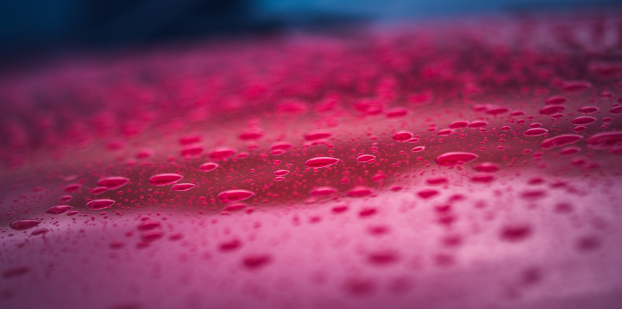 90mm F2.8 Macro G OSS sample photo. Pink rain photography