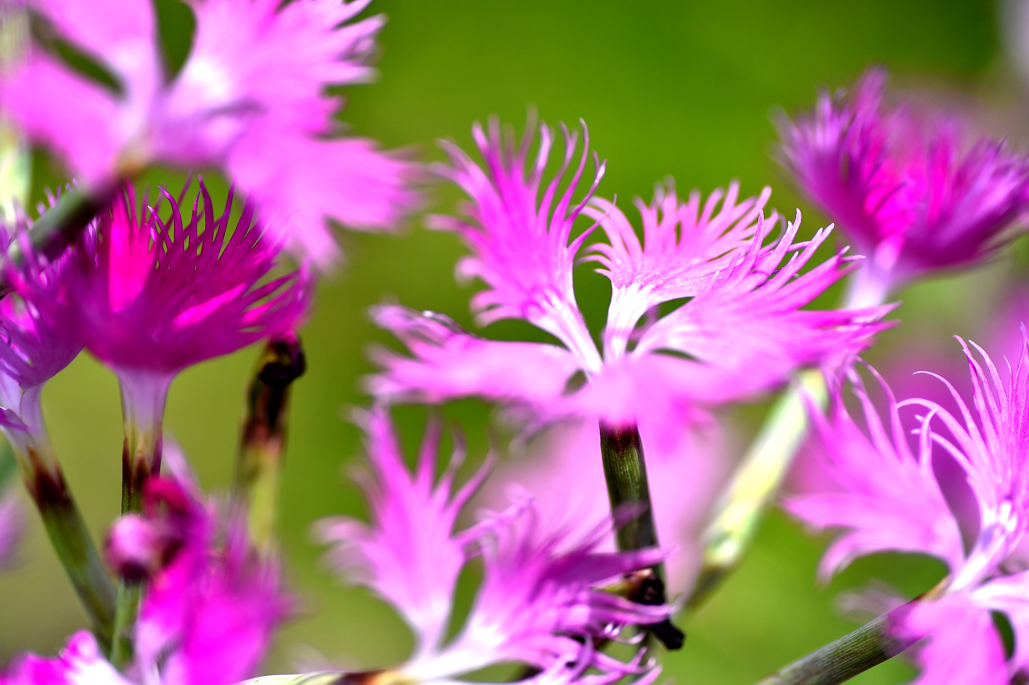 Nikon D4S sample photo. Pure love photography