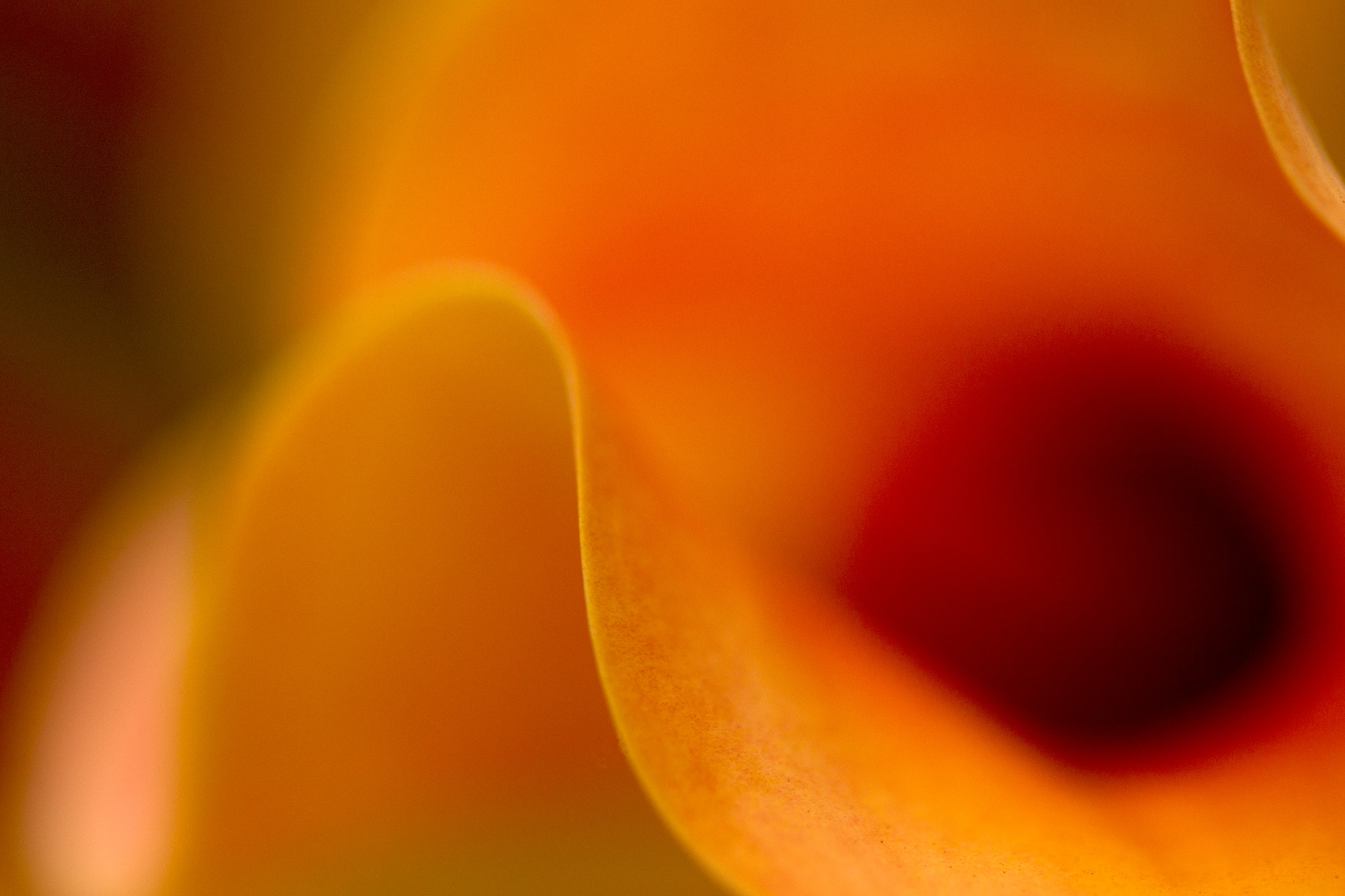 Canon EOS-1D Mark IV sample photo. Flower curves photography