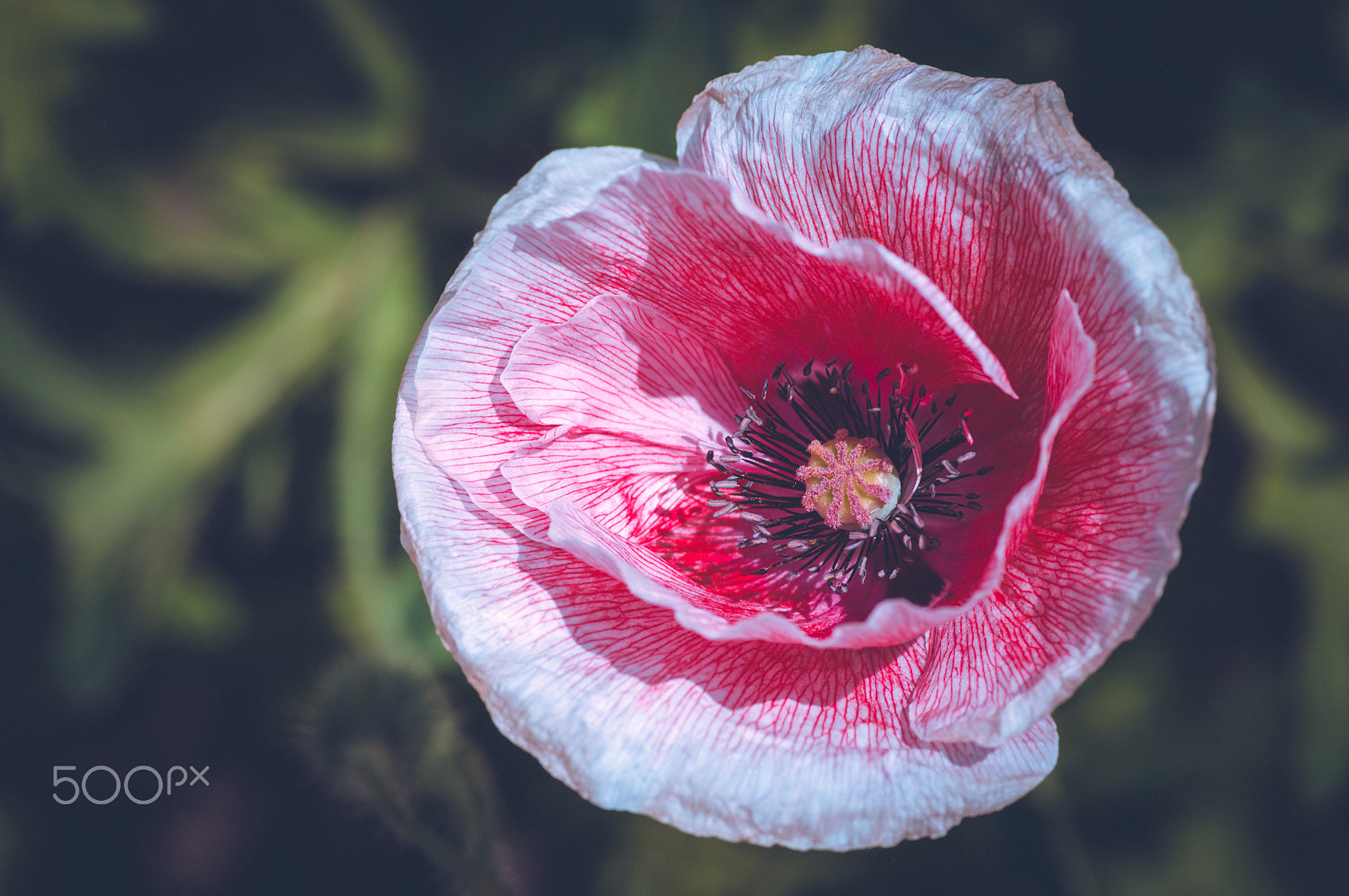 Pentax K20D + Pentax smc D-FA 100mm F2.8 macro sample photo. Poppy photography