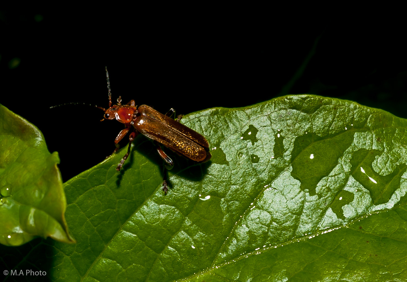 Nikon D3 + Nikon AF Micro-Nikkor 60mm F2.8D sample photo. Soldier beetles (cantharidae) photography
