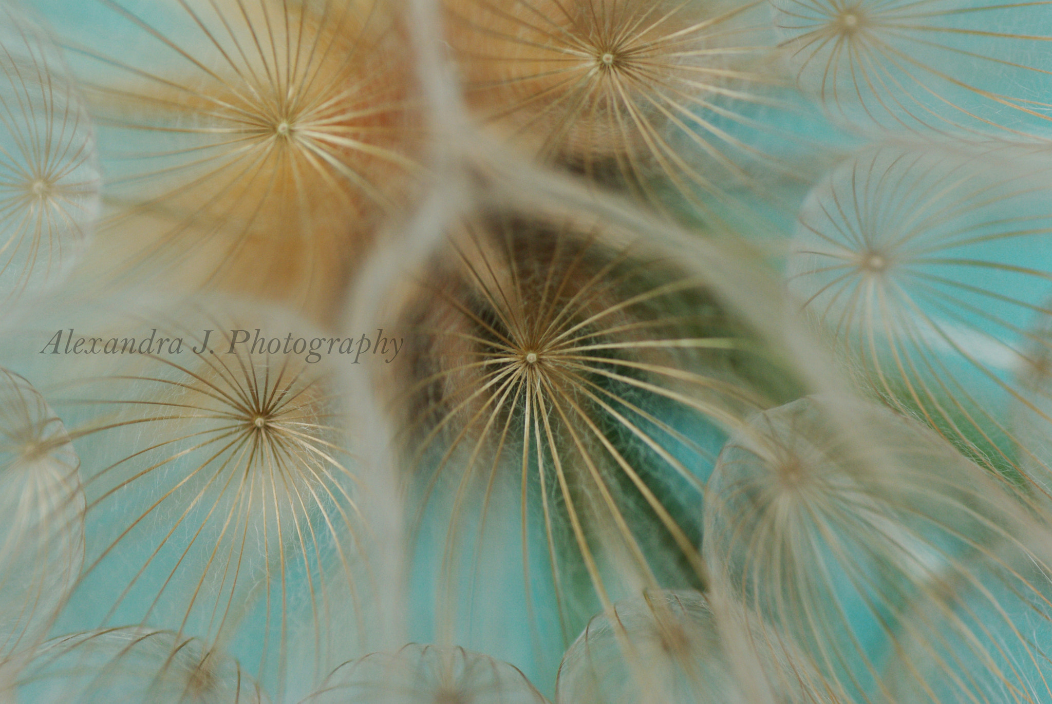 Pentax K10D sample photo. Tragopogon photography