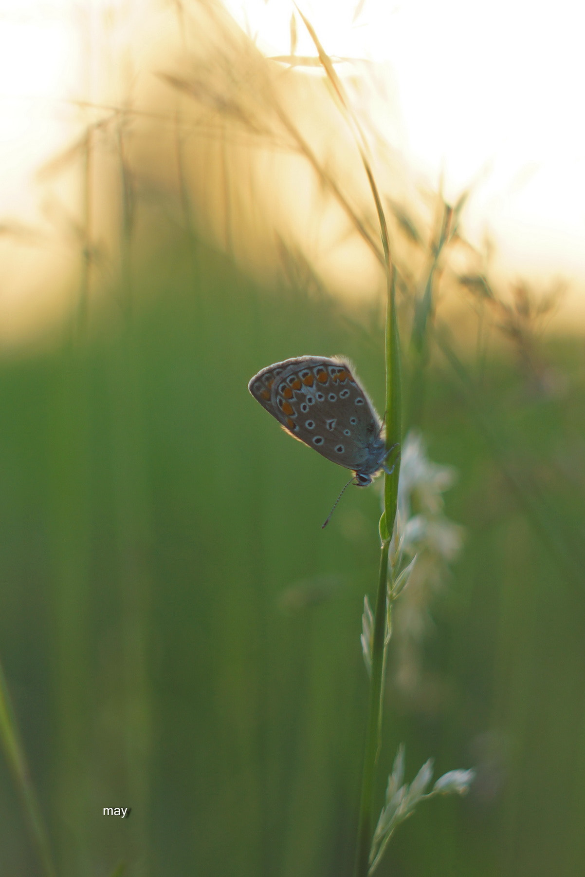 Sony SLT-A65 (SLT-A65V) + Minolta AF 50mm F1.7 sample photo. Evening.. photography