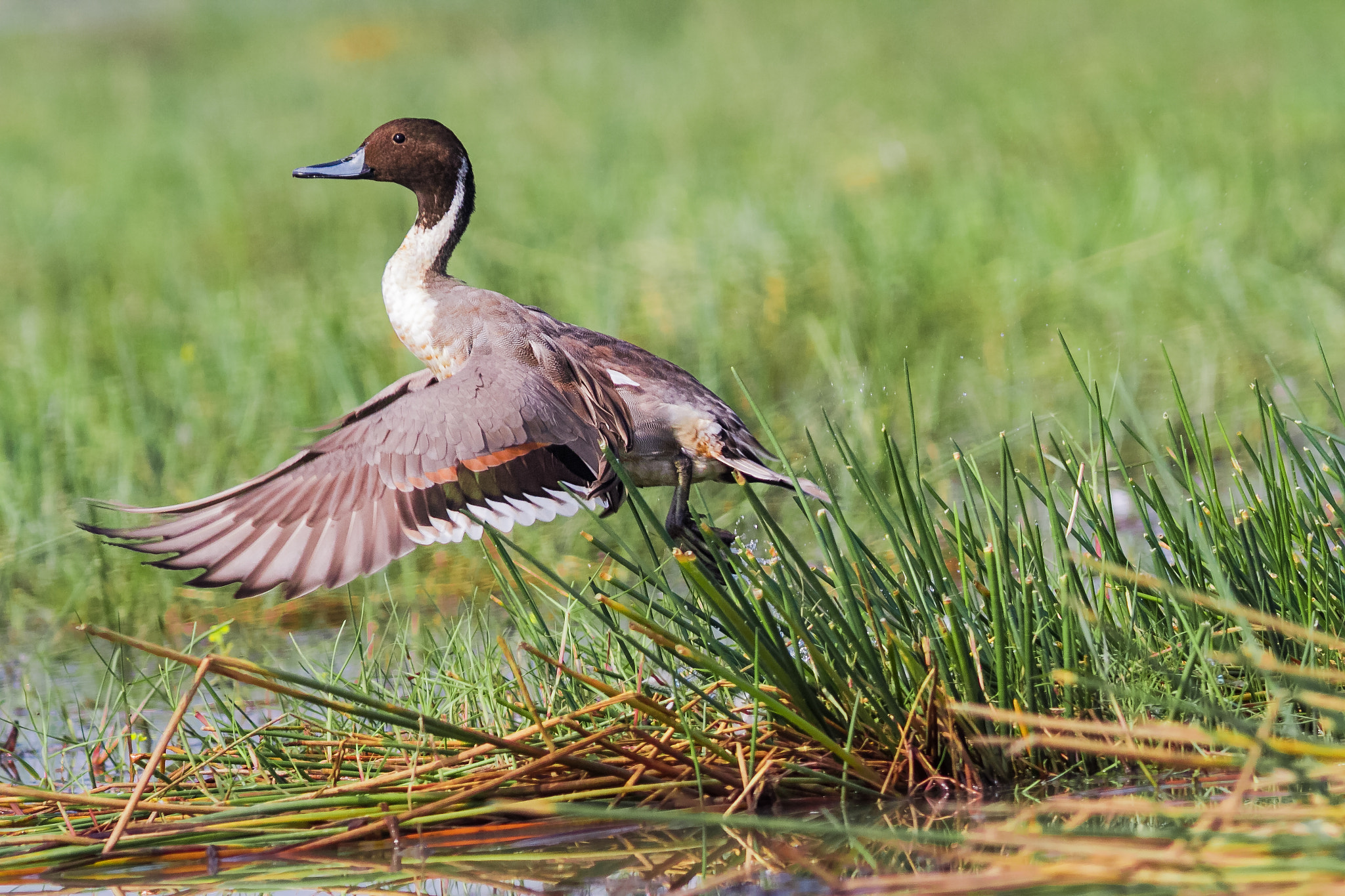 Canon EF 300mm F4L IS USM sample photo. The first flap photography