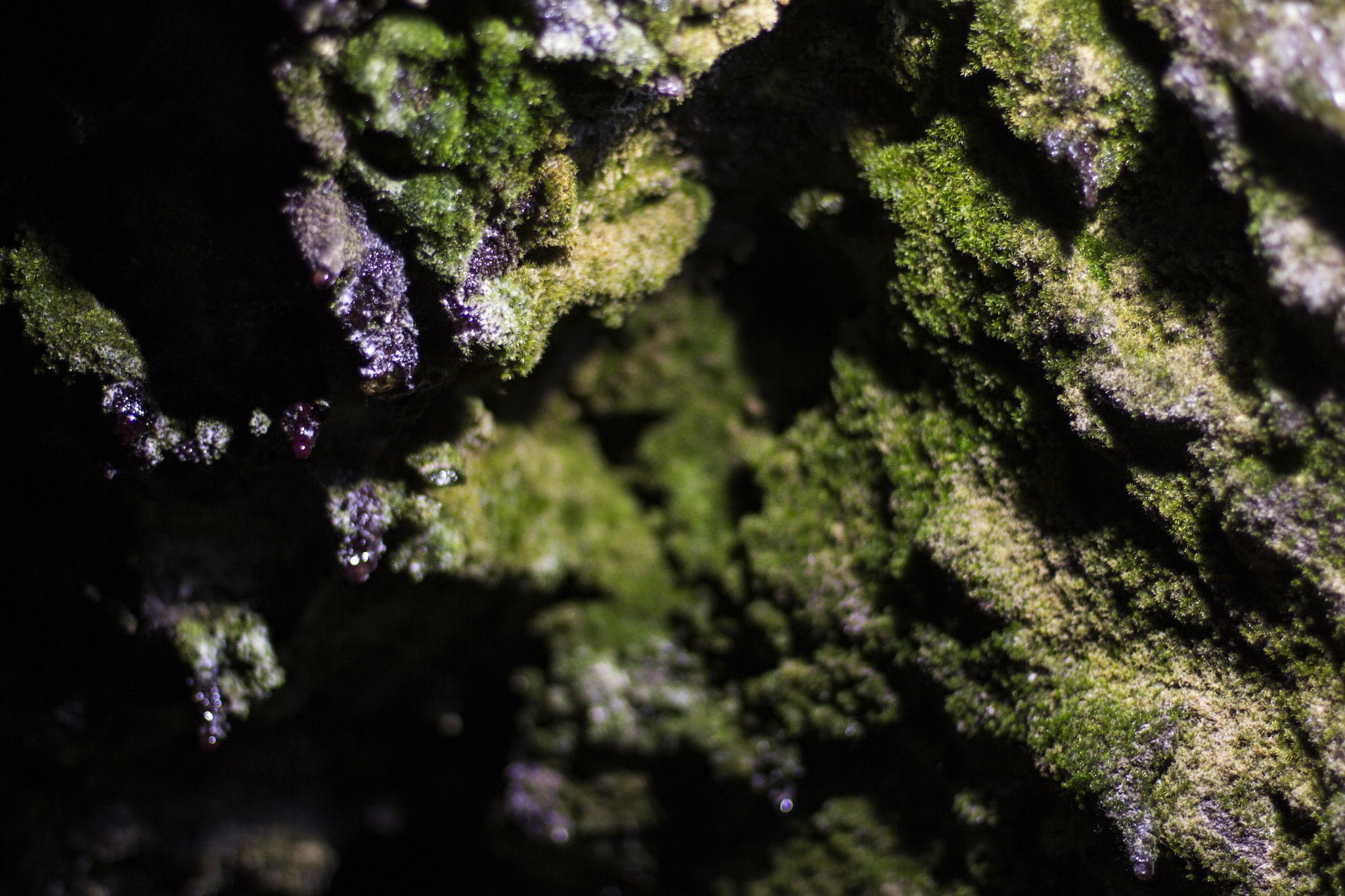 Canon EOS 600D (Rebel EOS T3i / EOS Kiss X5) + Canon EF 50mm F1.4 USM sample photo. Madeira photography