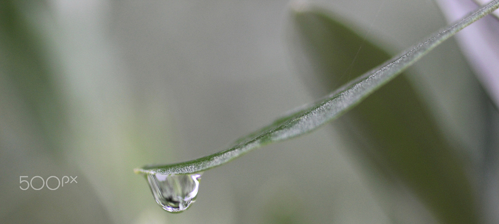 Canon EOS 600D (Rebel EOS T3i / EOS Kiss X5) + Canon EF 50mm F2.5 Macro sample photo. Regen im olivenhain © liebeolive.de photography