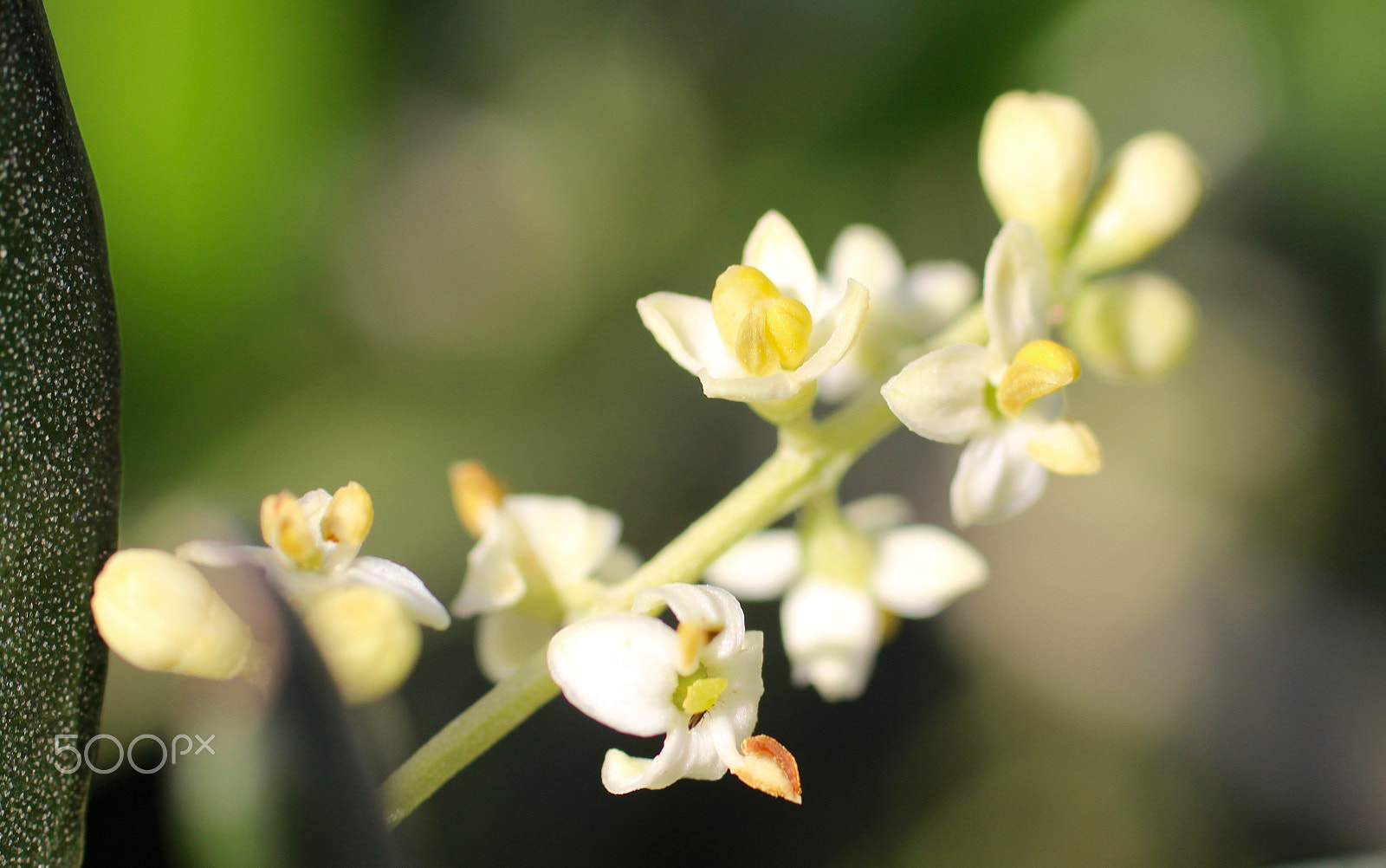 Canon EOS 600D (Rebel EOS T3i / EOS Kiss X5) + Canon EF 50mm F2.5 Macro sample photo. Olivenblüte © liebeolive.de photography
