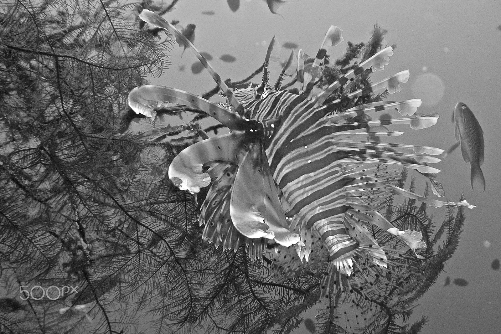 KONICA MINOLTA DiMAGE X60 sample photo. Lionfish photography