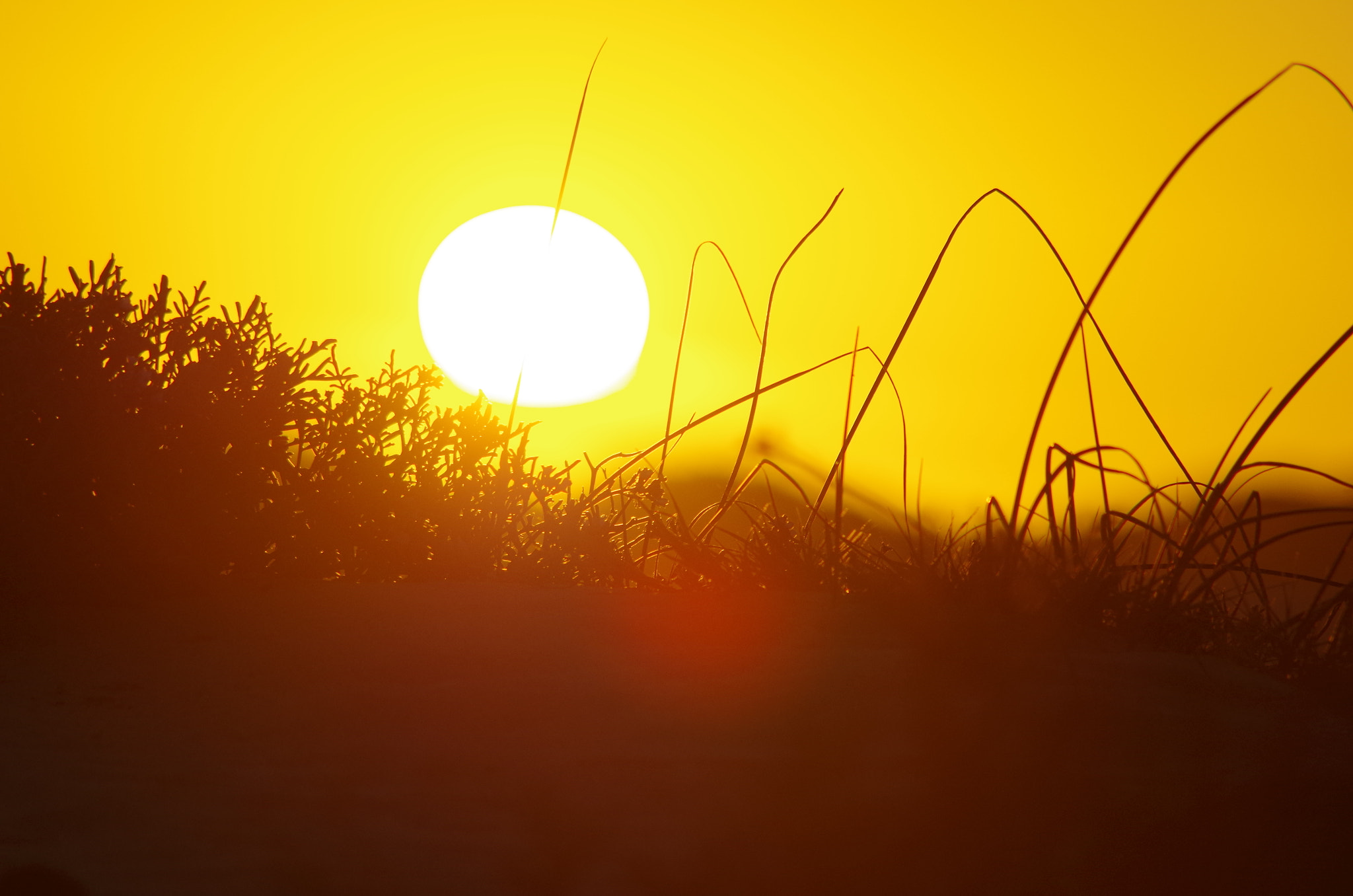 Pentax K-500 + Tamron AF 70-300mm F4-5.6 Di LD Macro sample photo. Blade of grass sunset photography