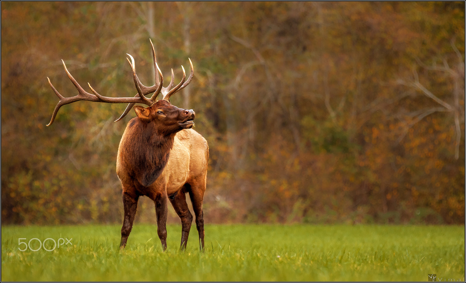 Canon EF 70-200mm F2.8L IS II USM sample photo. The elk.... photography