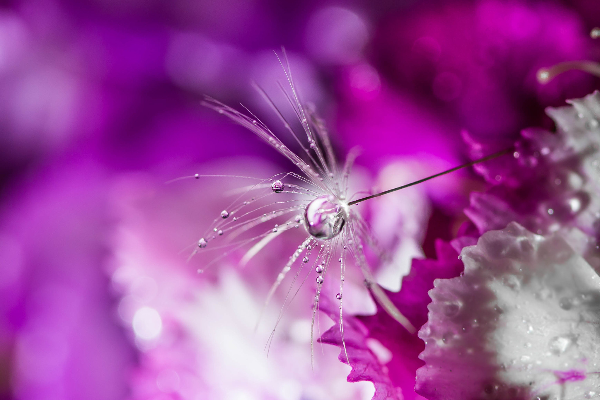 Canon EF 100mm F2.8 Macro USM sample photo. Dandelion photography