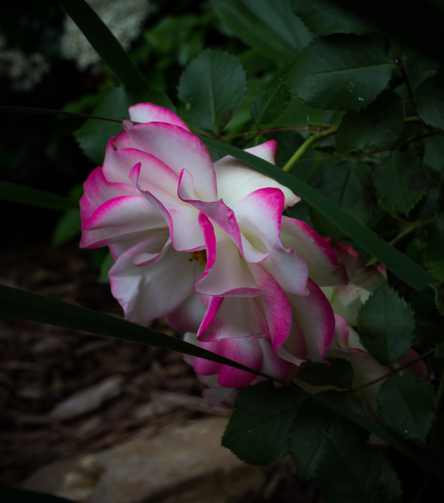 Canon EF 40mm F2.8 STM sample photo. My pretty photography