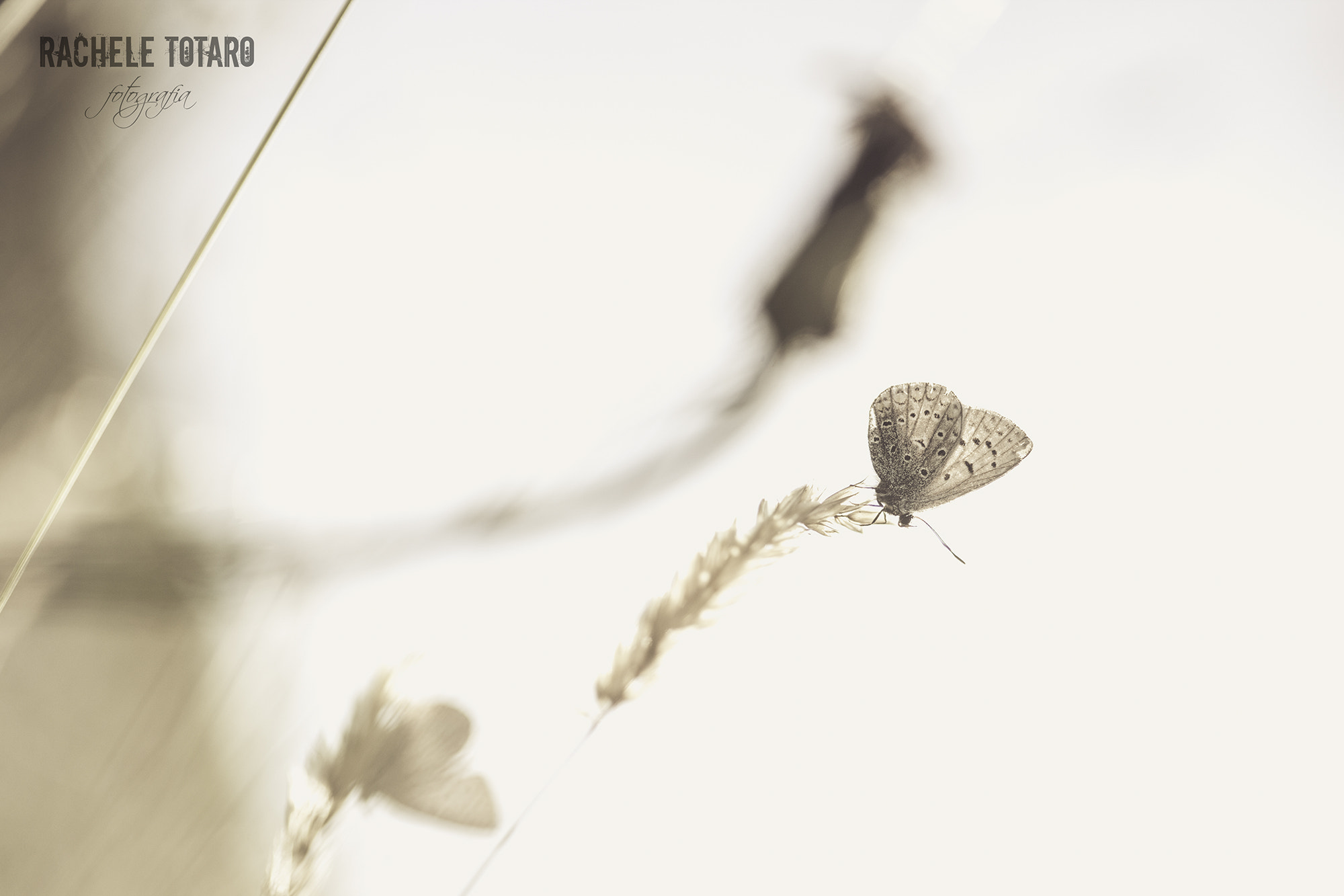 Canon EOS-1Ds Mark III sample photo. Minimal photography