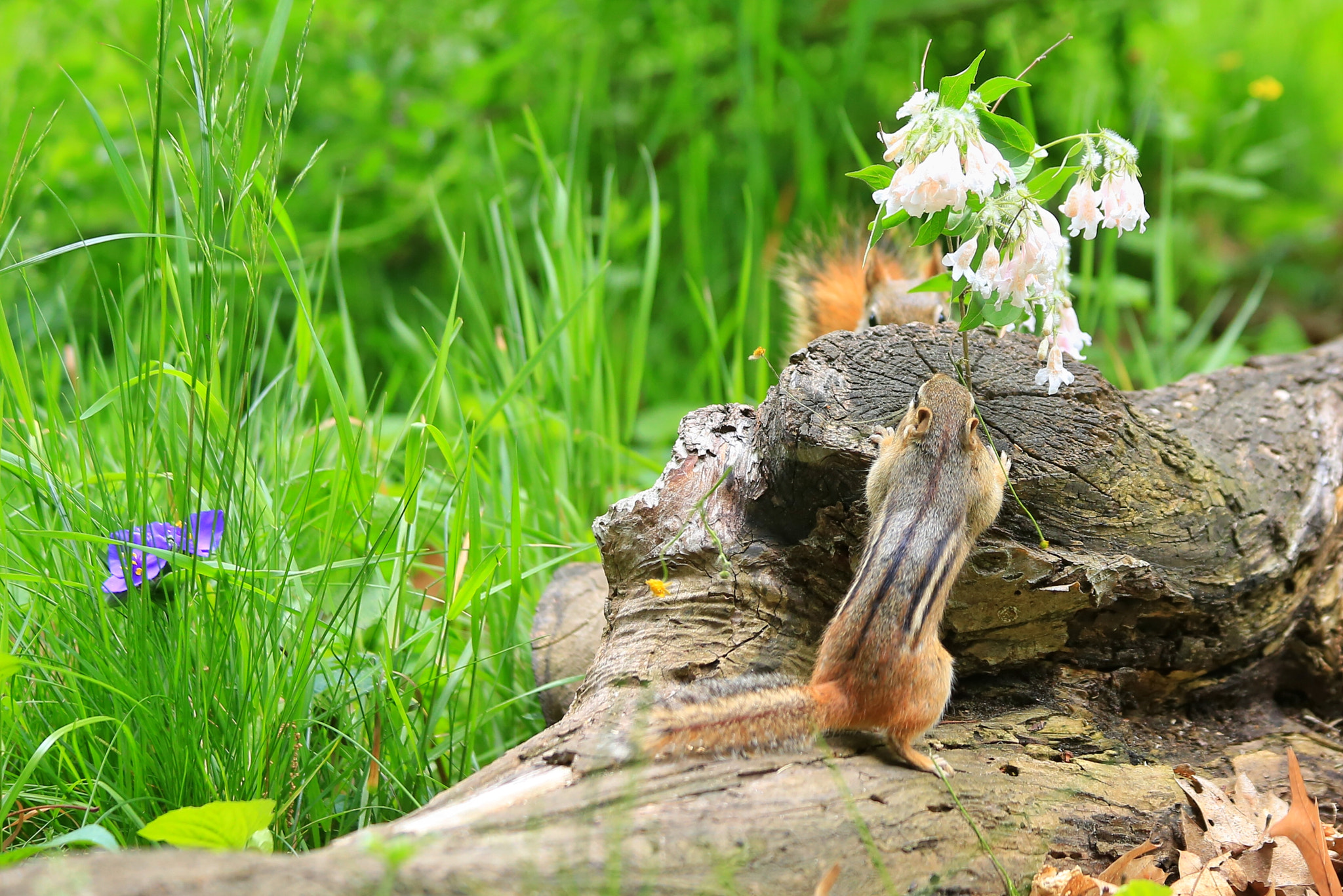 Canon EF 70-300mm F4-5.6 IS USM sample photo