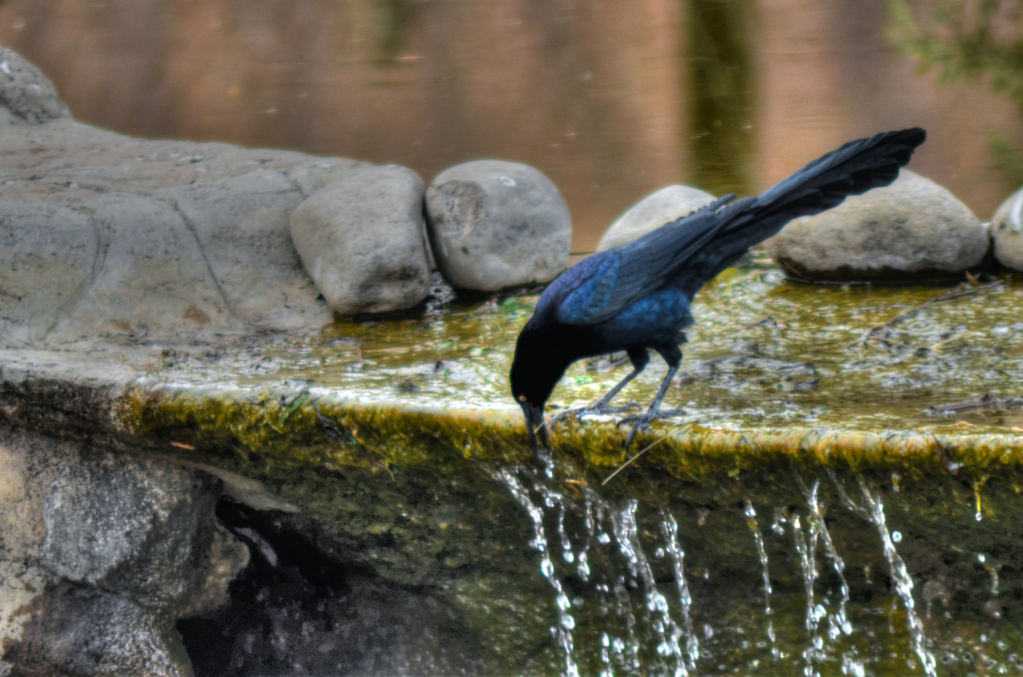 AF Zoom-Nikkor 75-300mm f/4.5-5.6 sample photo. Urraca hidratandose photography
