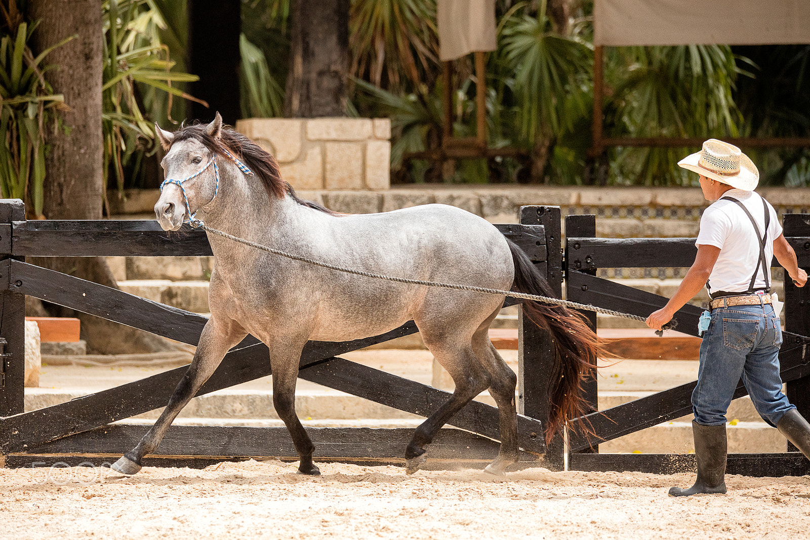 150-600mm F5-6.3 DG OS HSM | Sports 014 sample photo. Horse training photography