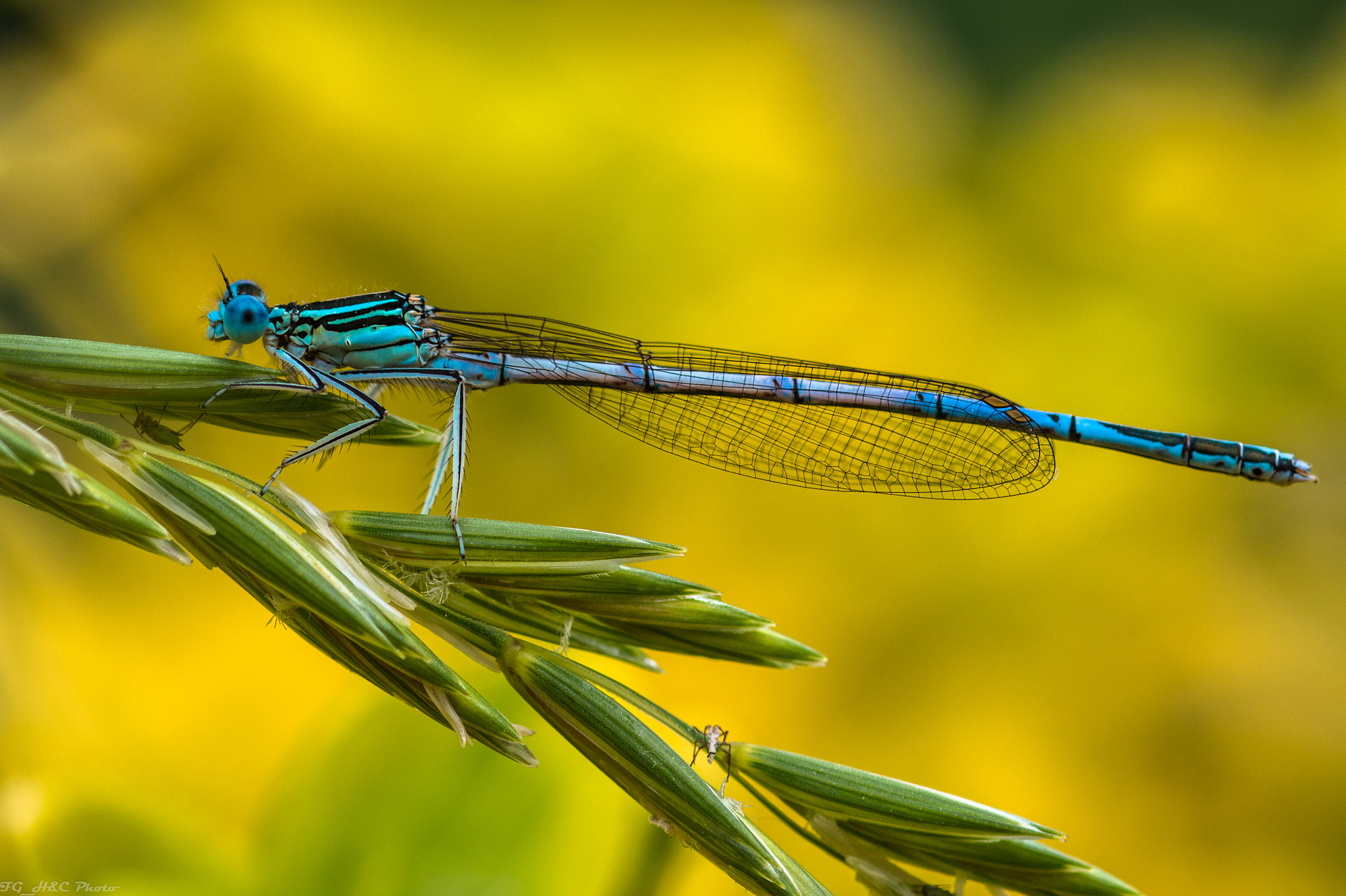Canon EOS 70D + Canon EF 100mm F2.8 Macro USM sample photo. Dragonfly photography