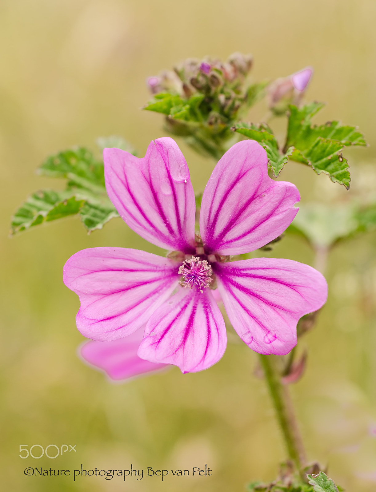 Nikon D7000 + Sigma 50mm F2.8 EX DG Macro sample photo. Tall mallow in a meadow rich in flowers photography
