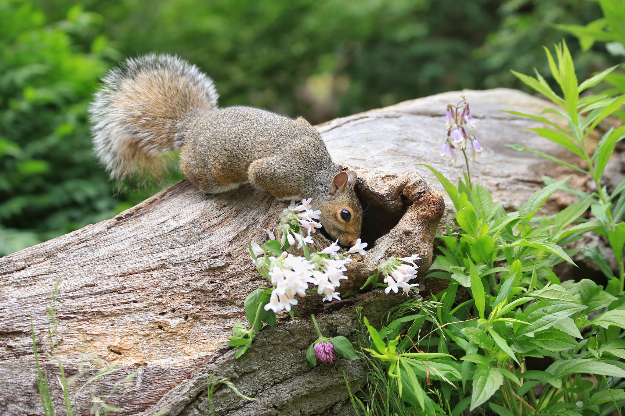 Canon EF 70-300mm F4-5.6 IS USM sample photo