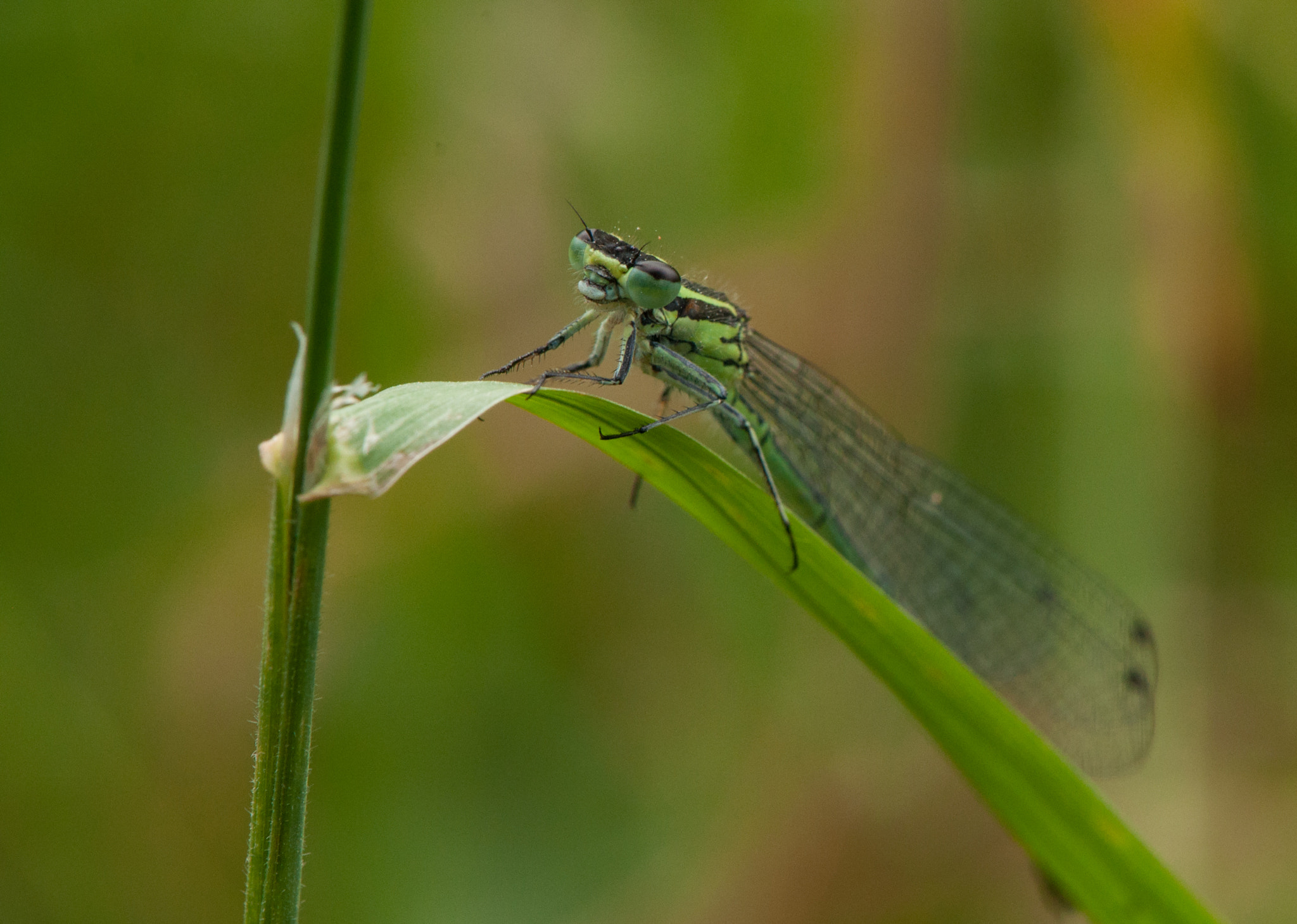 Nikon AF-S DX Micro-Nikkor 85mm F3.5G ED VR sample photo. Green dragonfly photography