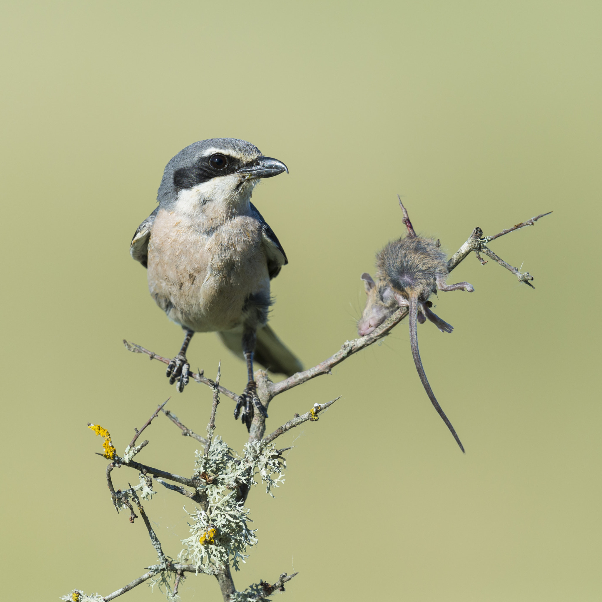 Nikon D610 + Nikon AF-S Nikkor 600mm F4G ED VR sample photo. Alcaudón real photography