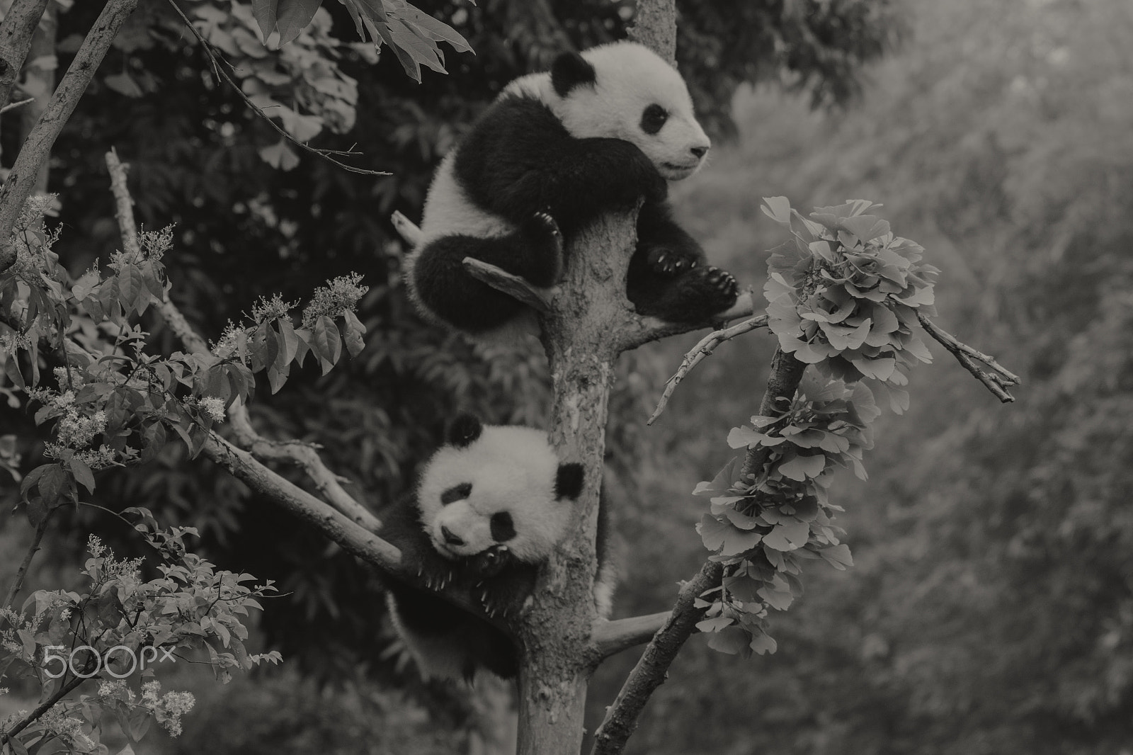 Sigma 150-500mm F5-6.3 DG OS HSM sample photo. Sleeping panda cubs photography