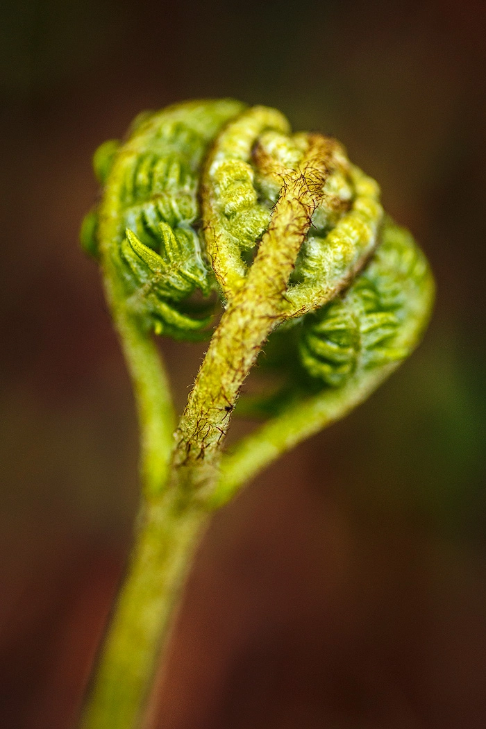 Canon EOS 5D Mark II + Tamron SP AF 90mm F2.8 Di Macro sample photo. Un corazon photography