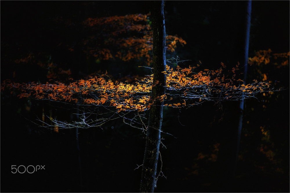 Tamron SP AF 70-200mm F2.8 Di LD (IF) MACRO sample photo. The last light of autumn photography