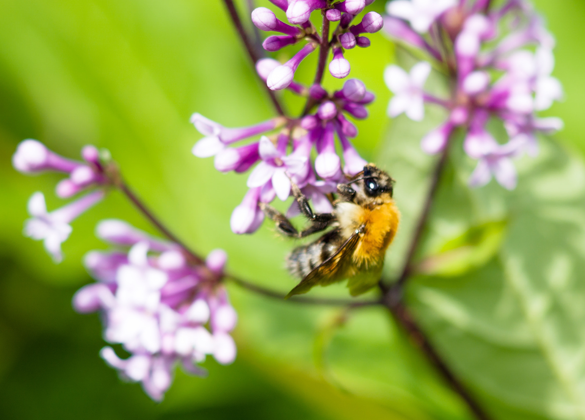 Sony a6000 + Sony 85mm F2.8 SAM sample photo. Bee photography